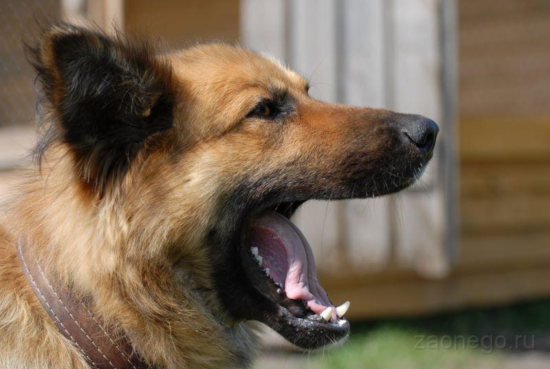 zav_0032.jpg - когда пёс стесняется он зевает?